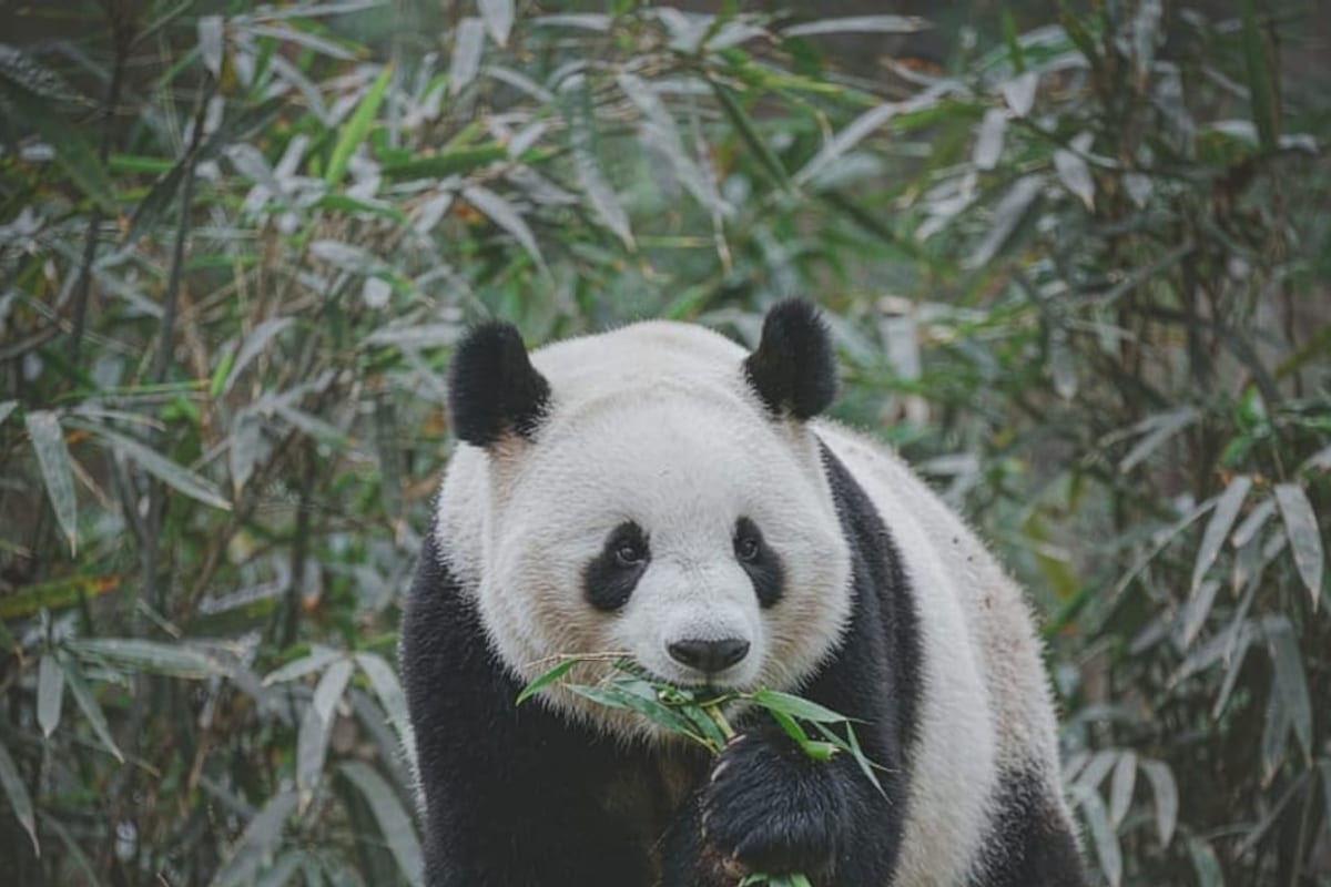 Panda comendo bambu