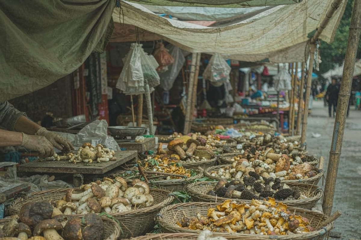 Bancas de cogumelos silvestres em mercado de Kunming