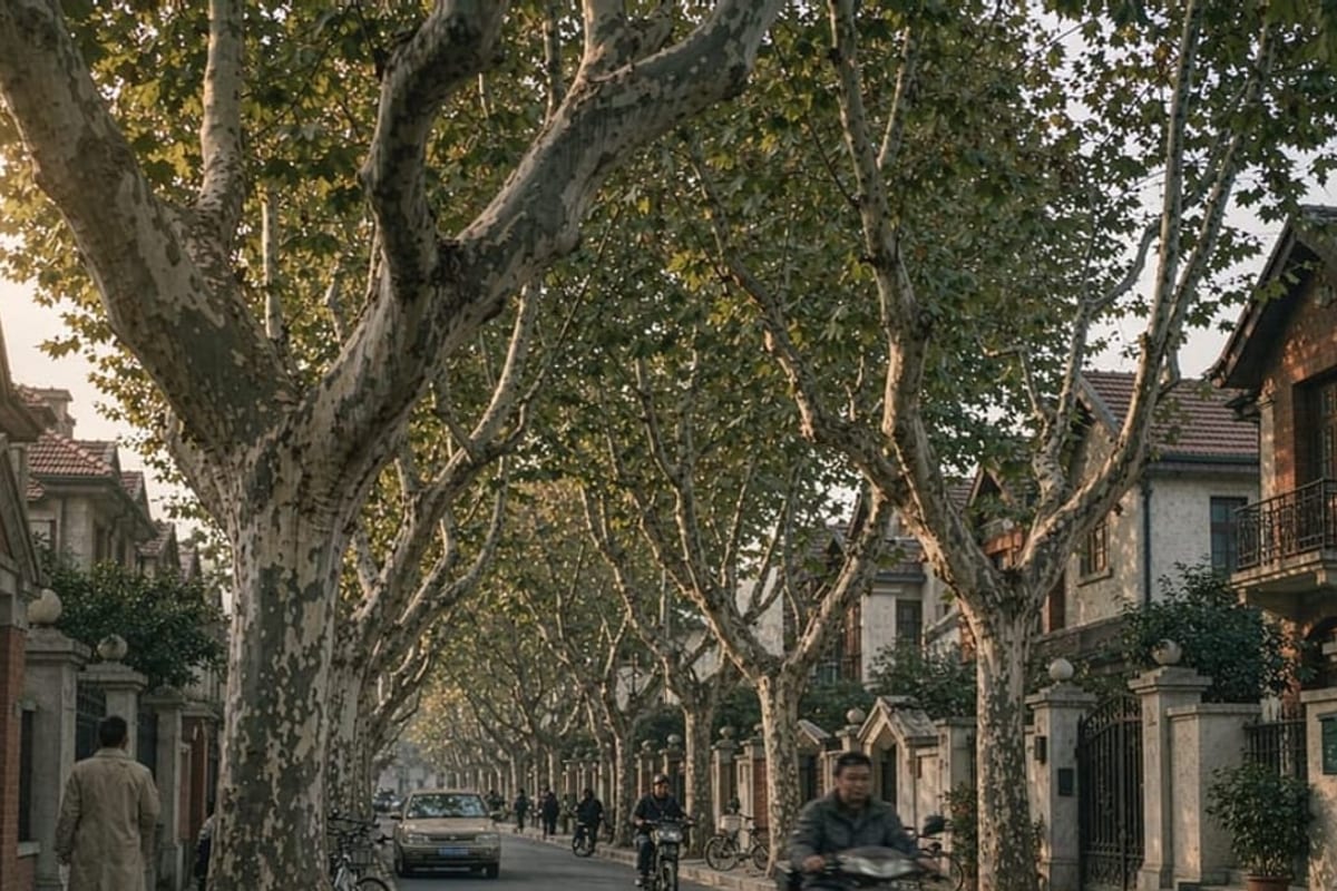 Rua arborizada da antiga Concessão Francesa em Xangai